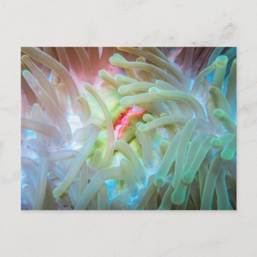 Multicolf Zee Anemone Briefkaart (Voorkant)
