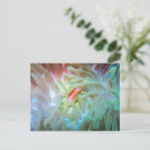 Multicolf Zee Anemone Briefkaart (Staand voorkant)