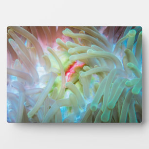 Multicolf Zee Anemone Fotoplaat