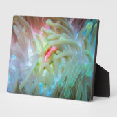 Multicolf Zee Anemone Fotoplaat (Zijkant)