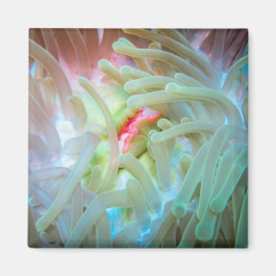 Multicolf Zee Anemone Magneet