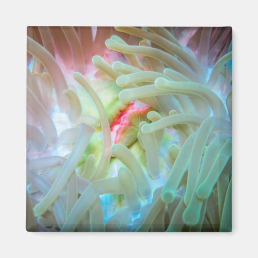 Multicolf Zee Anemone Magneet (Voorkant)