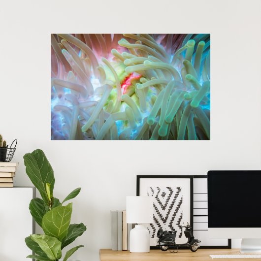 Multicolf Zee Anemone Poster (Thuiskantoor)