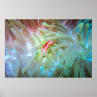 Multicolf Zee Anemone