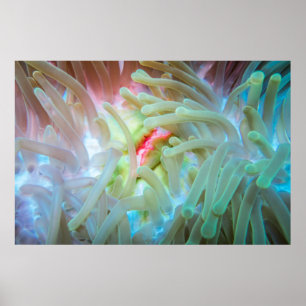 Multicolf Zee Anemone Poster