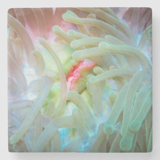 Multicolf Zee Anemone Stenen Onderzetter (Voorkant)