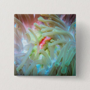 Multicolf Zee Anemone Vierkante Button 5,1 Cm