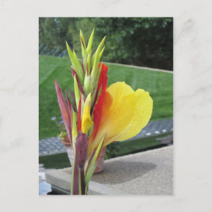 Multicolored Cannas Bloom Briefkaart