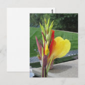 Multicolored Cannas Bloom Briefkaart (Voorkant / Achterkant)