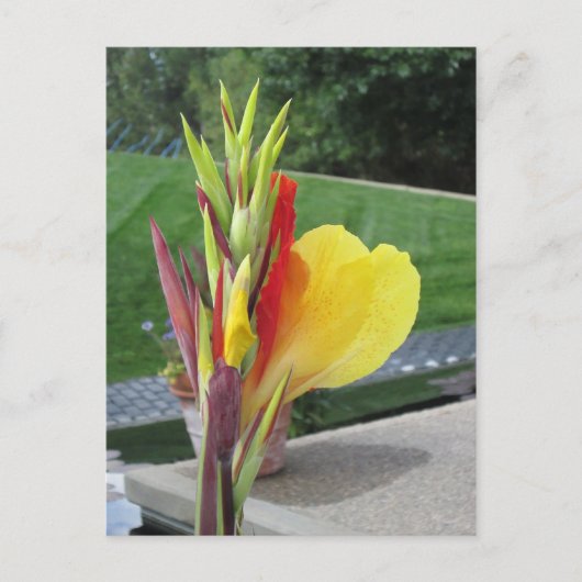 Multicolored Cannas Bloom Briefkaart (Voorkant)