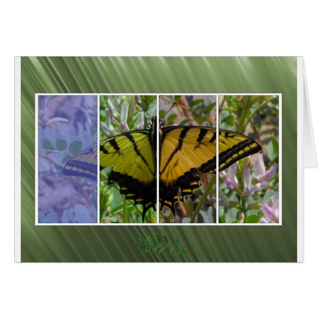 Multigekleurde vlinder (Voorkant Horizontaal)