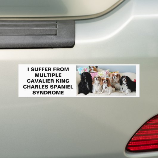 Multiple Cavalier King Charles Syndrome Bumper St. Bumpersticker (Op auto)
