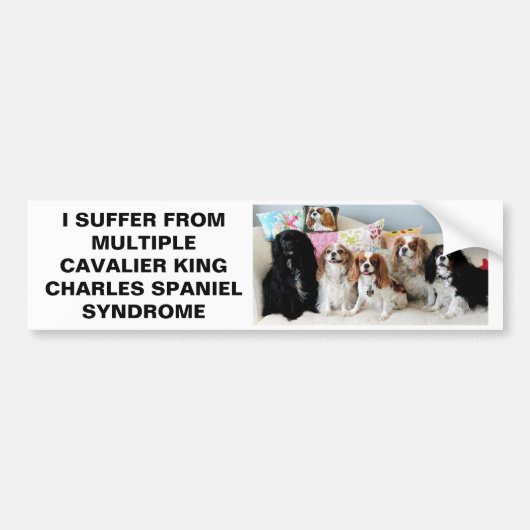 Multiple Cavalier King Charles Syndrome Bumper St. Bumpersticker (Voorkant)