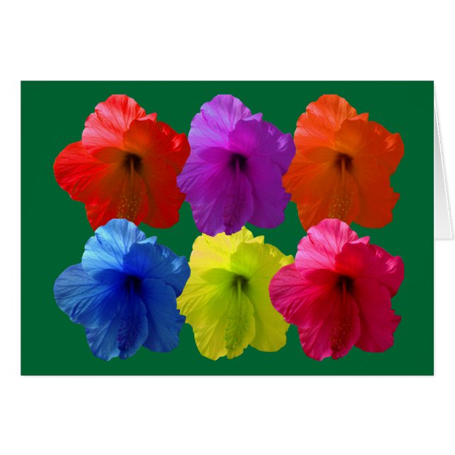 Multiple Colour Hibiscus Flowers (Voorkant Horizontaal)