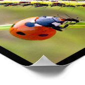 Multitude foto's van ladybugs poster (Hoek)