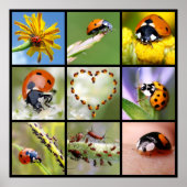 Multitude foto's van ladybugs poster (Voorkant)