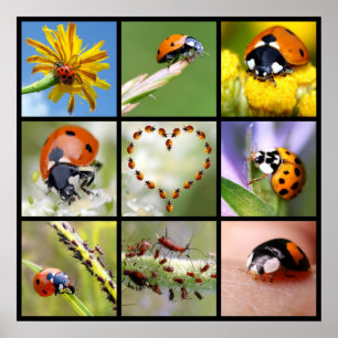 Multitude foto's van ladybugs poster