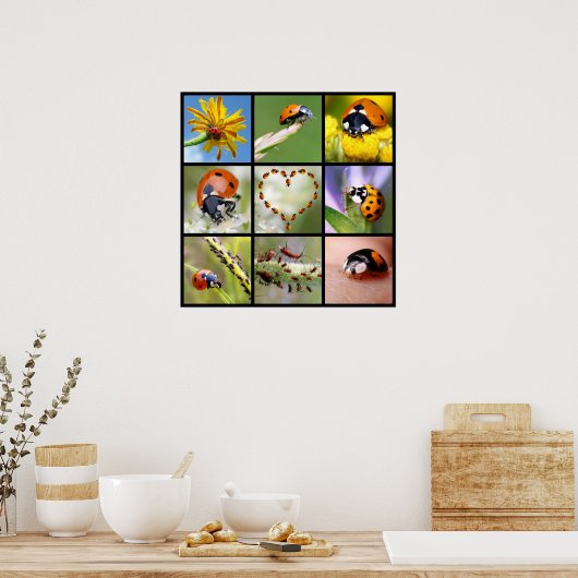 Multitude foto's van ladybugs poster (Keuken)