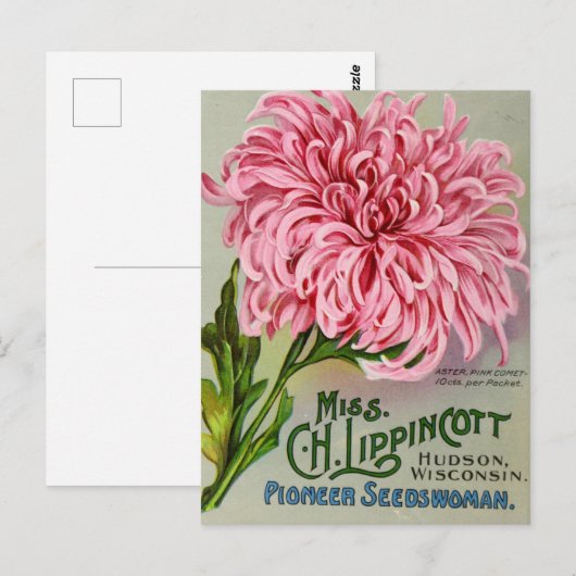 Mum Flower Chrysanthemum  Briefkaart (Voorkant / Achterkant)