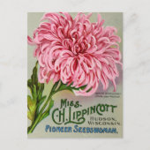 Mum Flower Chrysanthemum  Briefkaart (Voorkant)