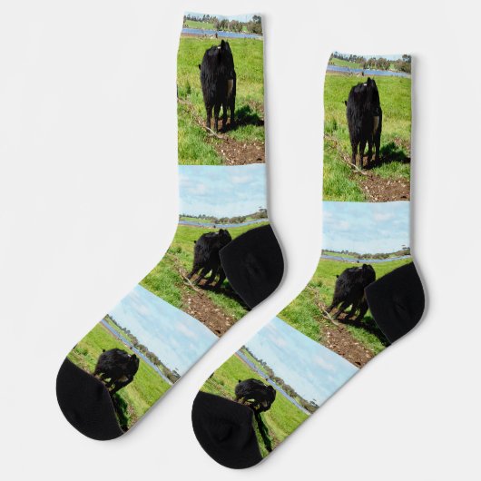 Mummy and Babies Galloway Koe, Sokken van bemannin (Links)