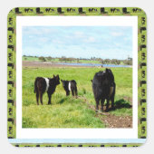 Mummy en Baby Belted Galloway Koeien, Vierkante Sticker (Voorkant)