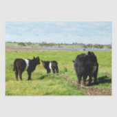 Mummy en Baby Galloway Koe, tissuepapier (Voorkant)