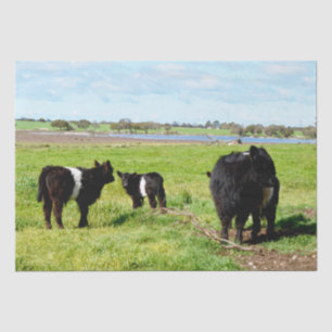 Mummy en Baby Galloway Koe, tissuepapier