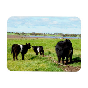 Mummy- en Baby-galloway-Koeien, flexibel magneet