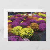 Mums Briefkaart (Voorkant / Achterkant)