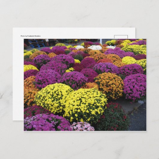 Mums Briefkaart (Voorkant / Achterkant)