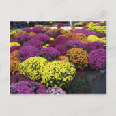 Mums Briefkaart (Voorkant)