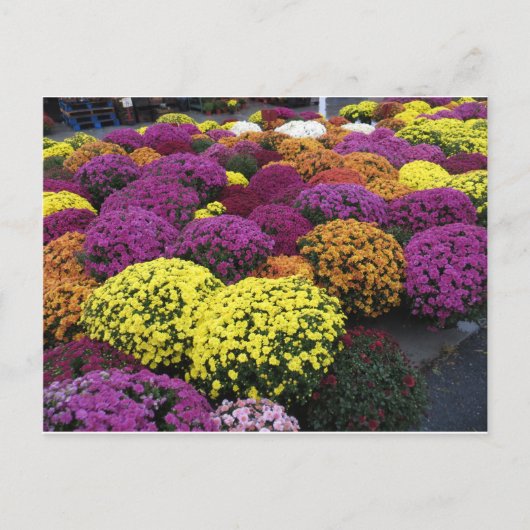 Mums Briefkaart (Voorkant)