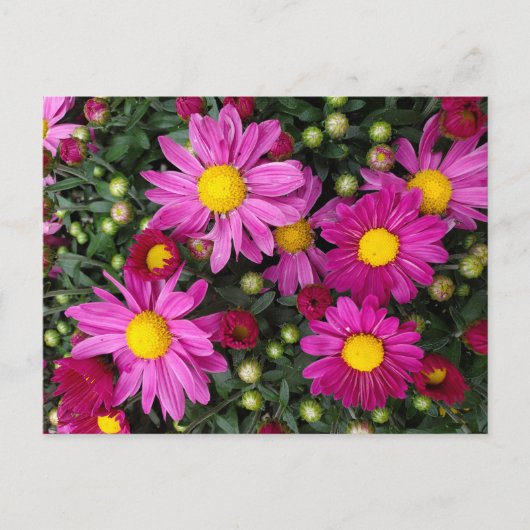 Mums Briefkaart (Voorkant)