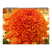 Mums en Dahlias 2012 Kalender (Hoes)