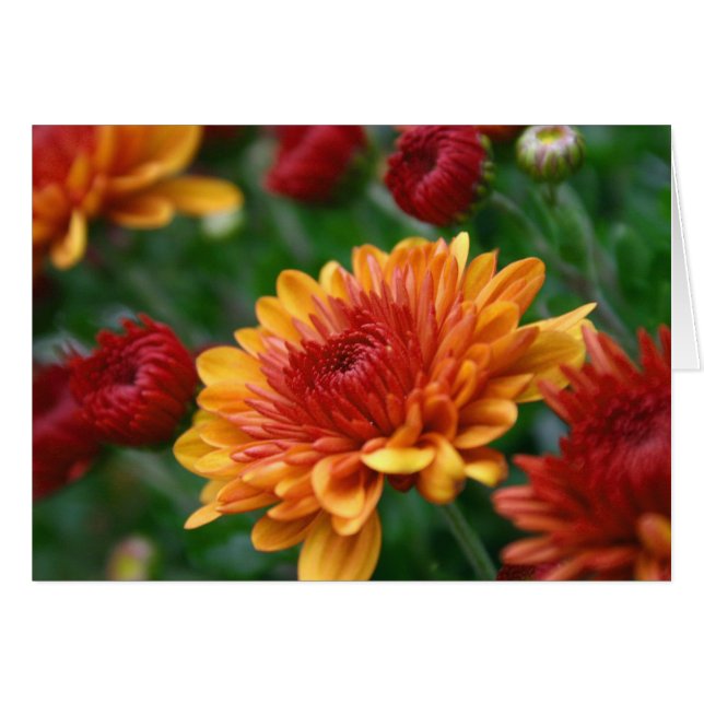 Mums on Fire (Voorkant Horizontaal)