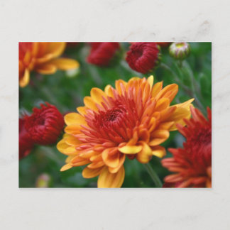 Mums on Fire Briefkaart