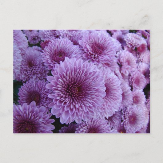 Mums the word! briefkaart (Voorkant)
