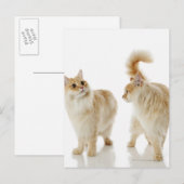 Munchkin-katten Briefkaart (Voorkant / Achterkant)