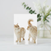 Munchkin-katten Briefkaart (Staand voorkant)