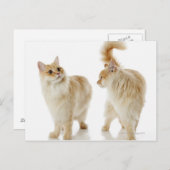 Munchkin-katten Briefkaart (Voorkant / Achterkant)