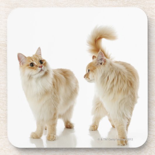 Munchkin-katten Drankjes Onderzetter (Voorkant)