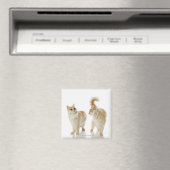 Munchkin-katten Magneet (Insitu (Vaatwasser))