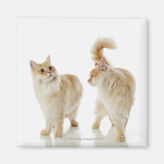 Munchkin-katten Magneet (Voorkant)