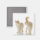 Munchkin-katten Magneet (Voorkant / Achterkant)