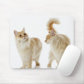 Munchkin-katten Muismat (Met muis)