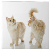 Munchkin-katten Tegeltje (Voorkant)