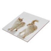 Munchkin-katten Tegeltje (Zijkant)