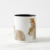 Munchkin-katten Tweekleurige Koffiemok (Center)