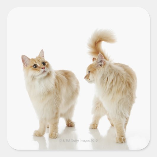 Munchkin-katten Vierkante Sticker (Voorkant)